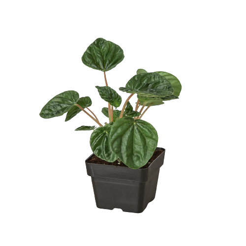 Peperomia 'Ripple' 4" potted plant