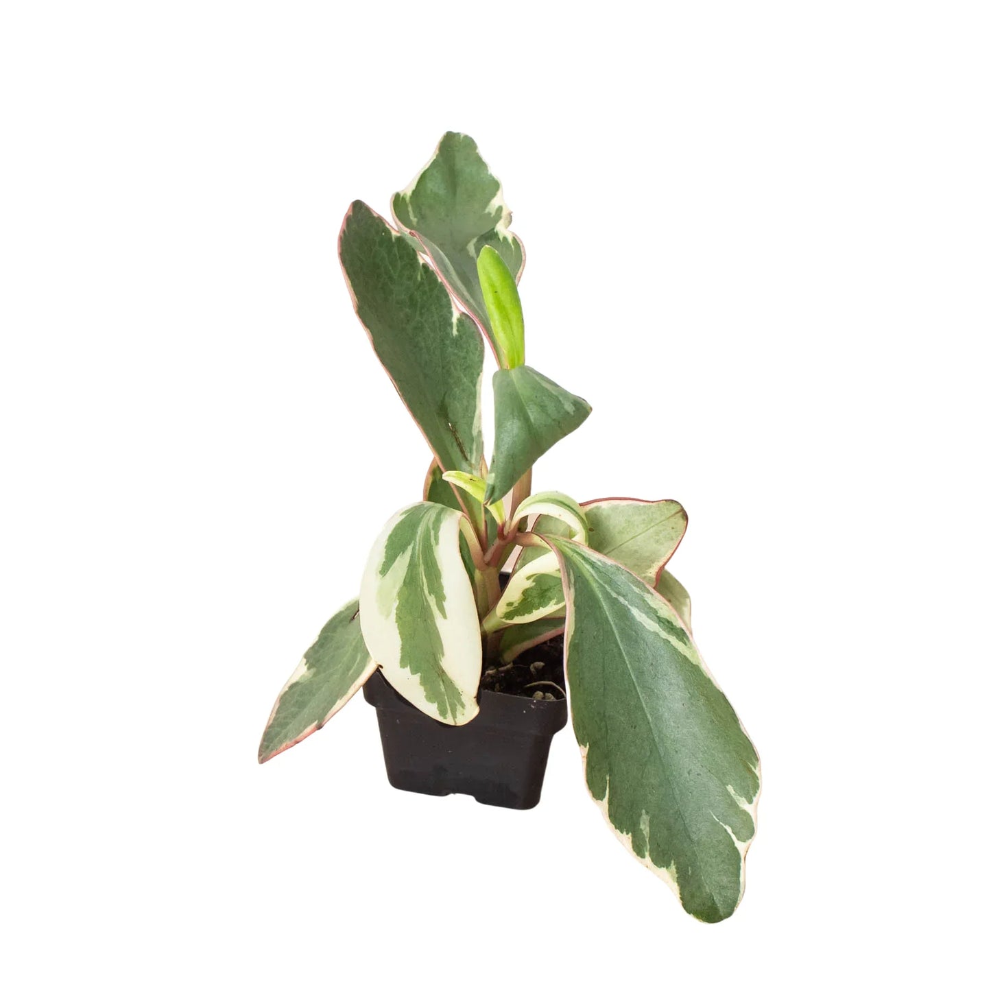Peperomia 'Ginny' potted plant