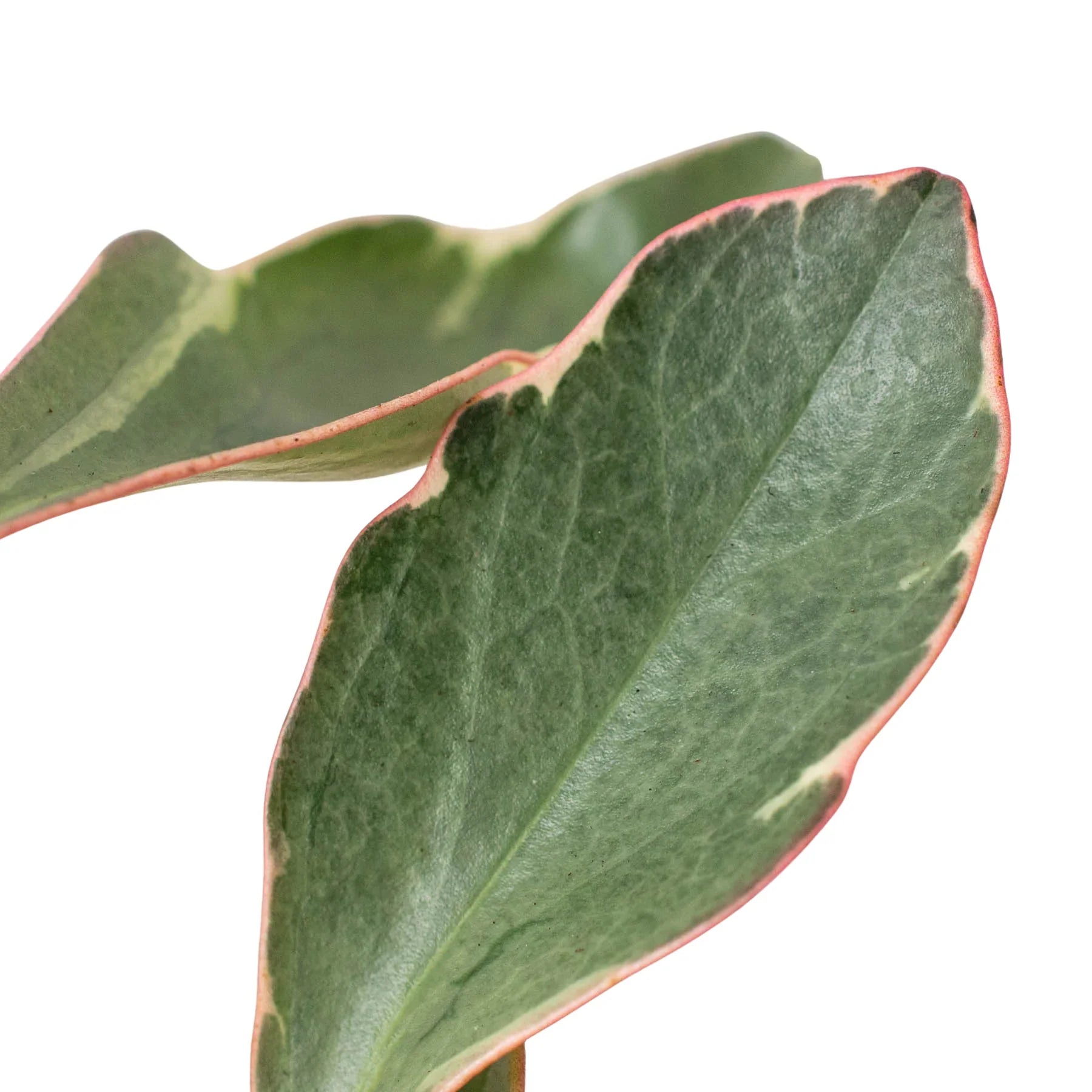 Peperomia 'Ginny' potted plant