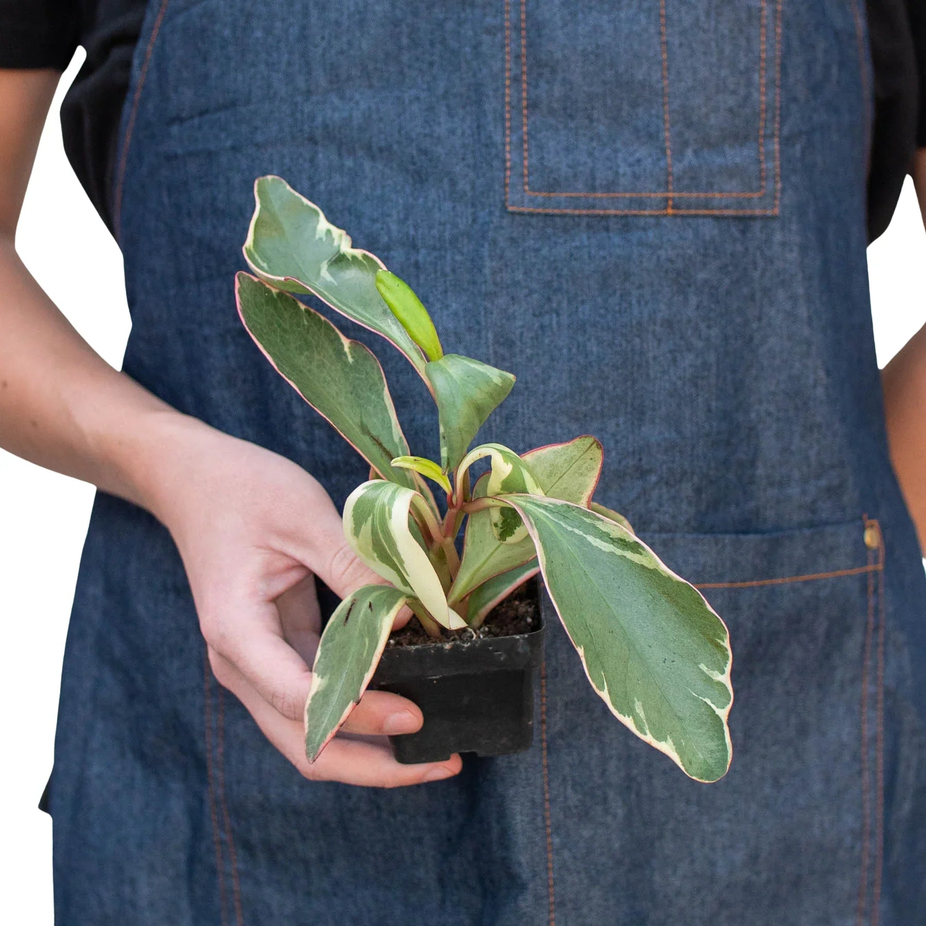 Peperomia 'Ginny' potted plant