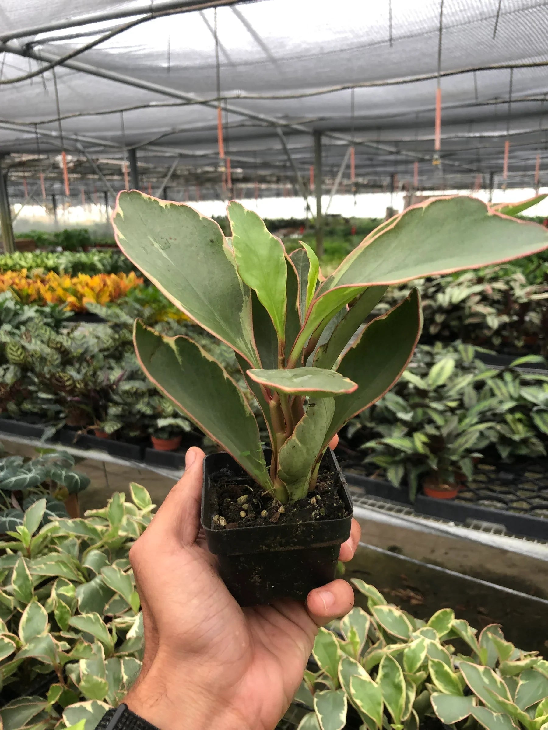 Peperomia 'Ginny' potted plant