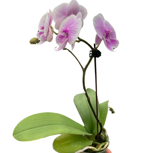 Orchid 'Light Pink Phalaenopsis'