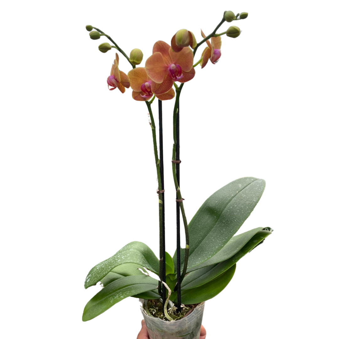Orchid 'Orange Phalaenopsis' potted plant