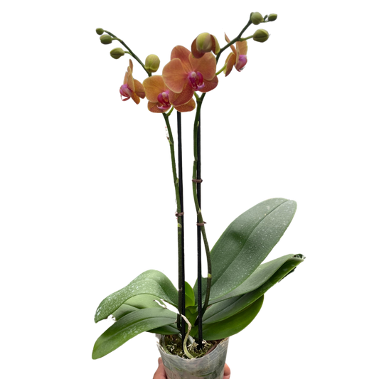 Orchid 'Orange Phalaenopsis' potted plant