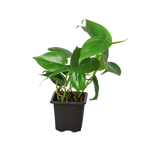 Philodendron Cordatum Heartleaf potted plant