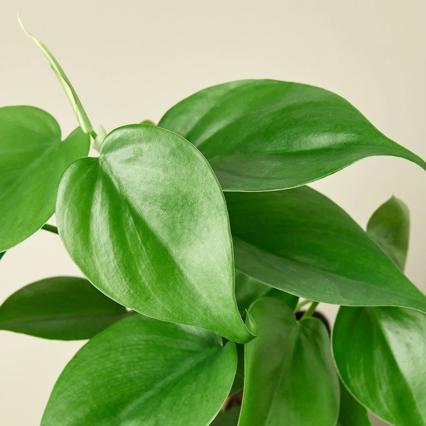 Philodendron Cordatum Heartleaf potted plant