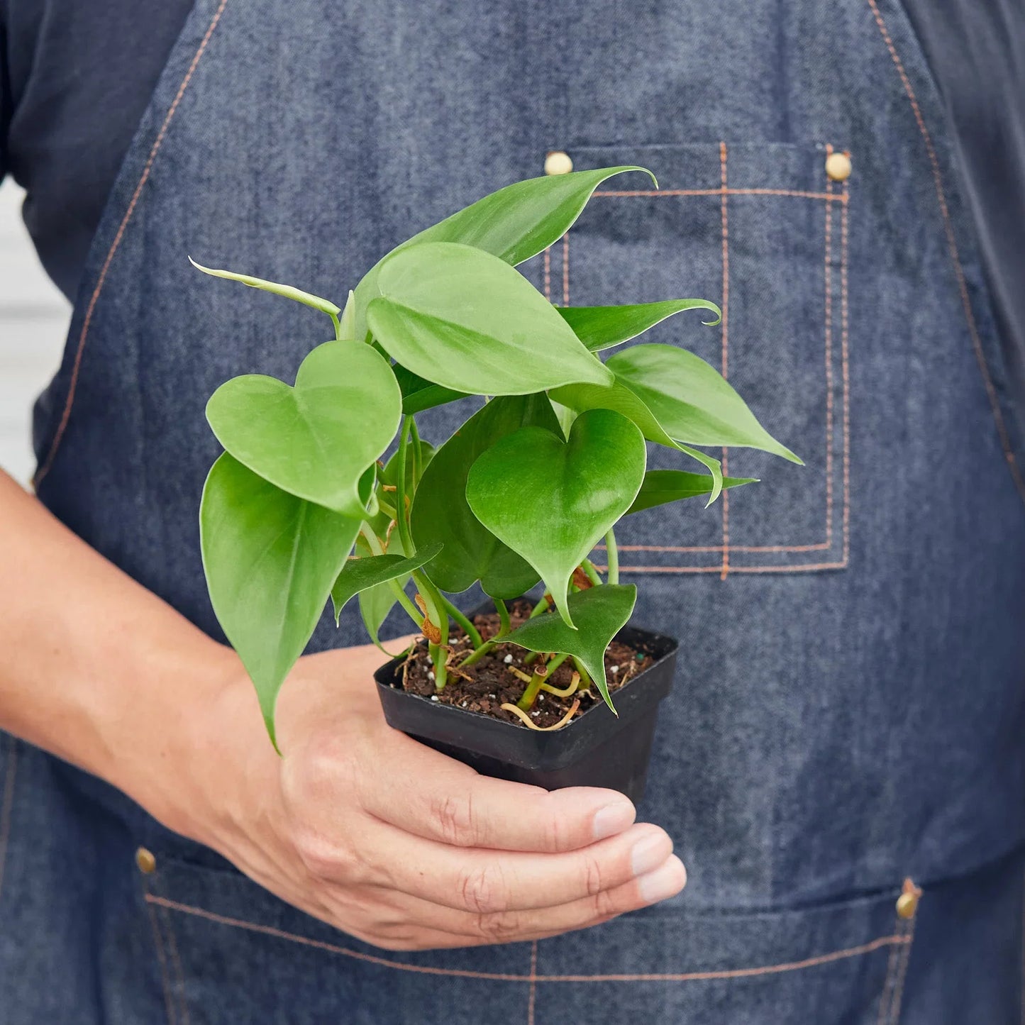 Philodendron Cordatum Heartleaf potted plant