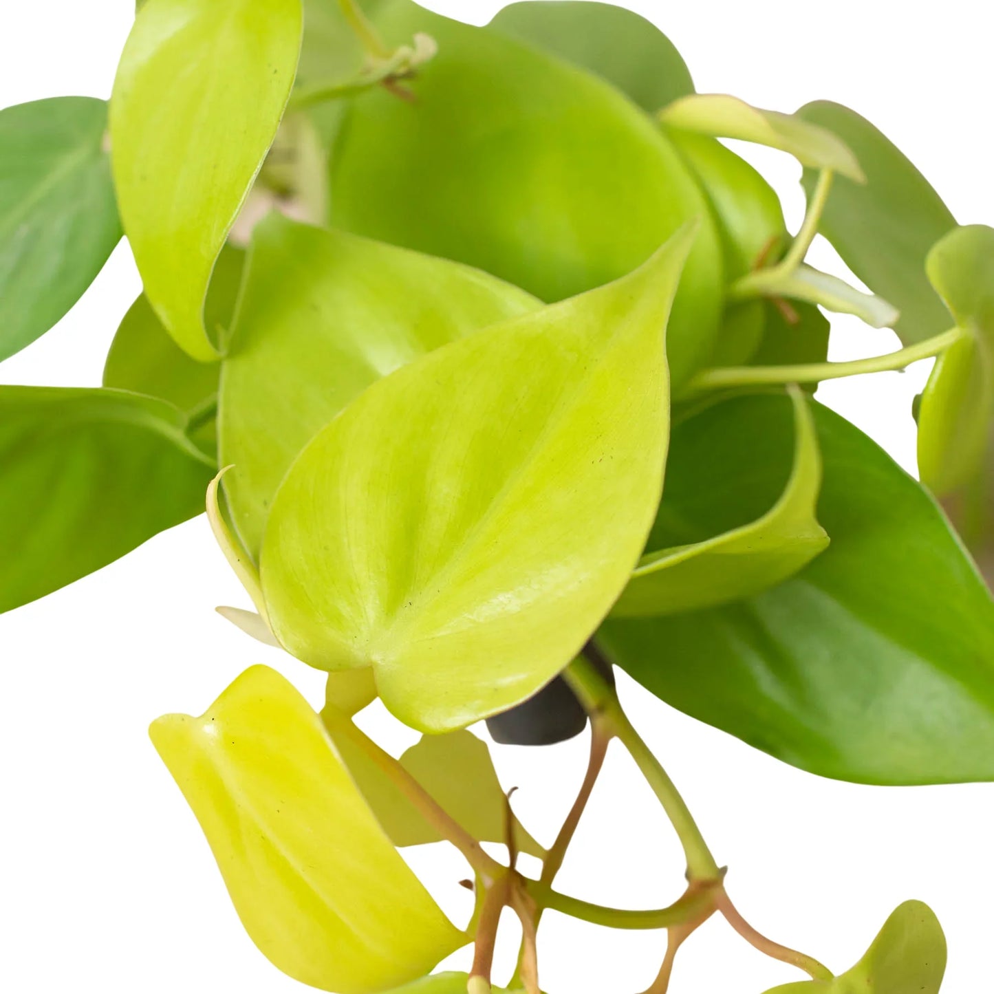 Philodendron 'Neon' 4" potted plant