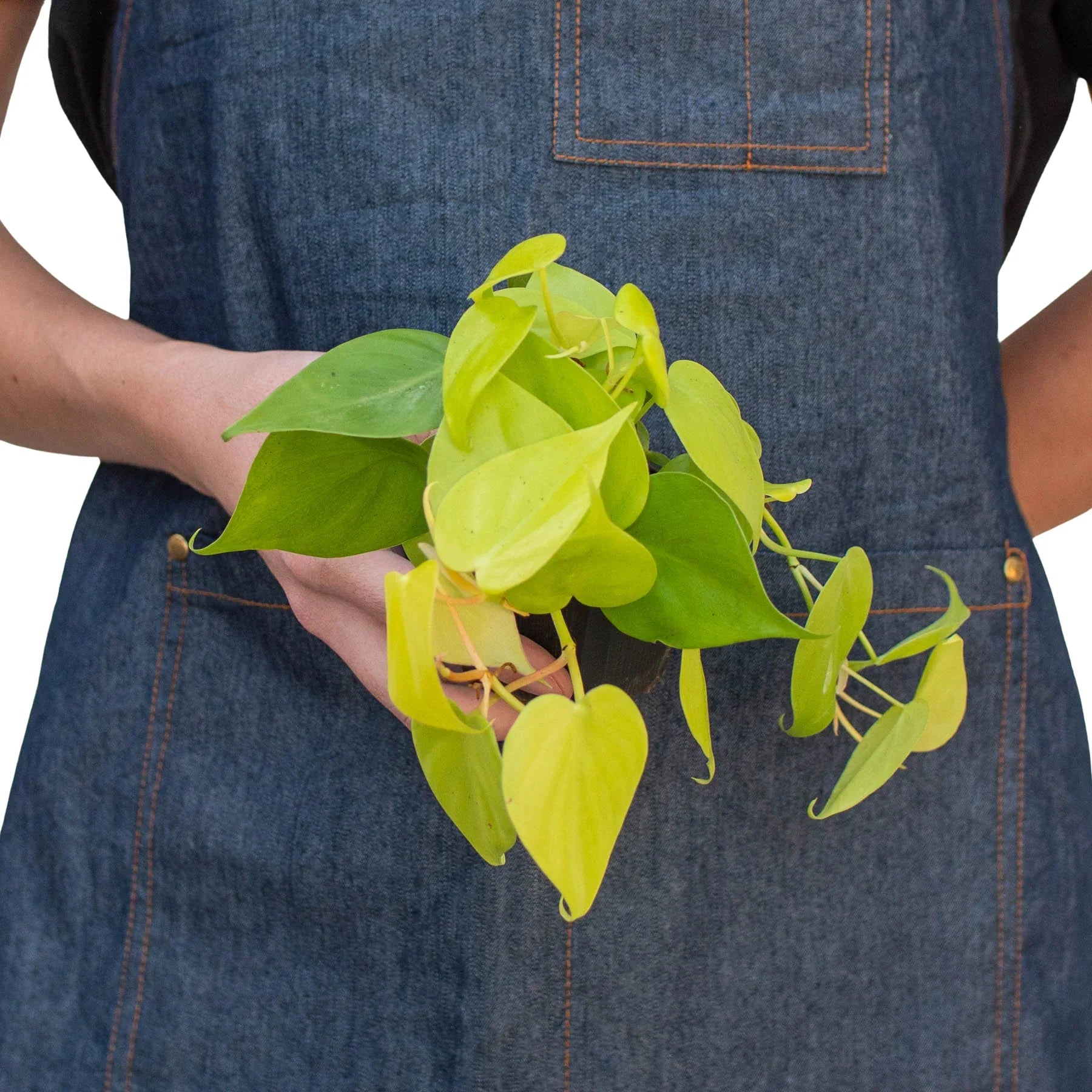 Philodendron 'Neon' 4" potted plant