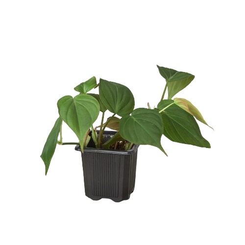 Philodendron 'Velvet' 4" potted plant