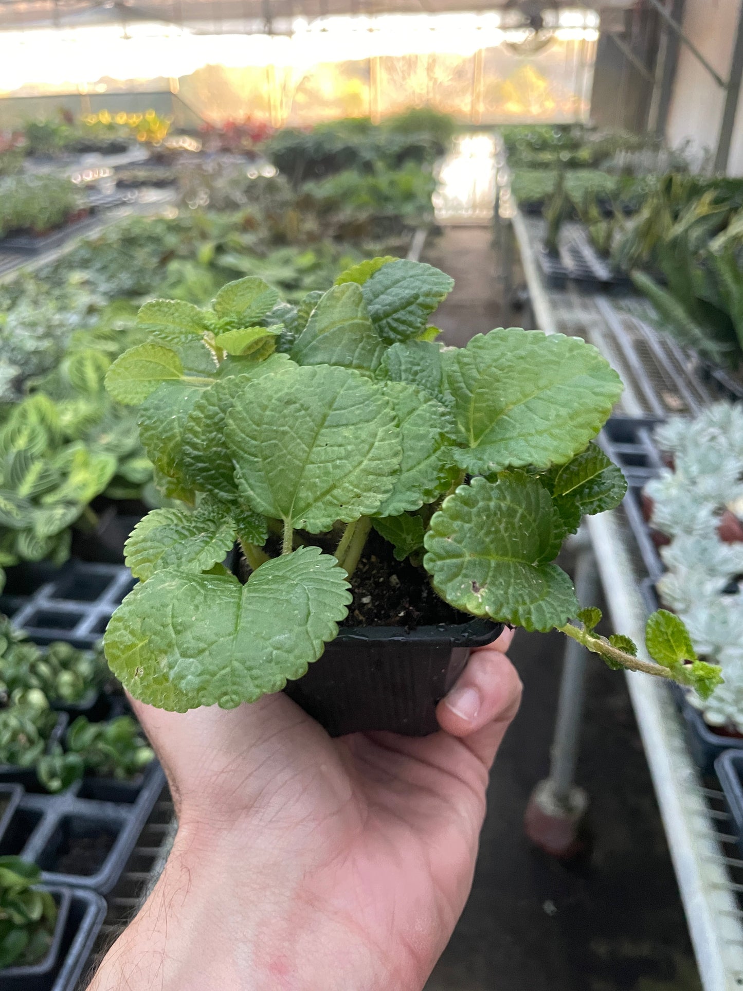 Pilea 'Crinkle' 4" potted plant