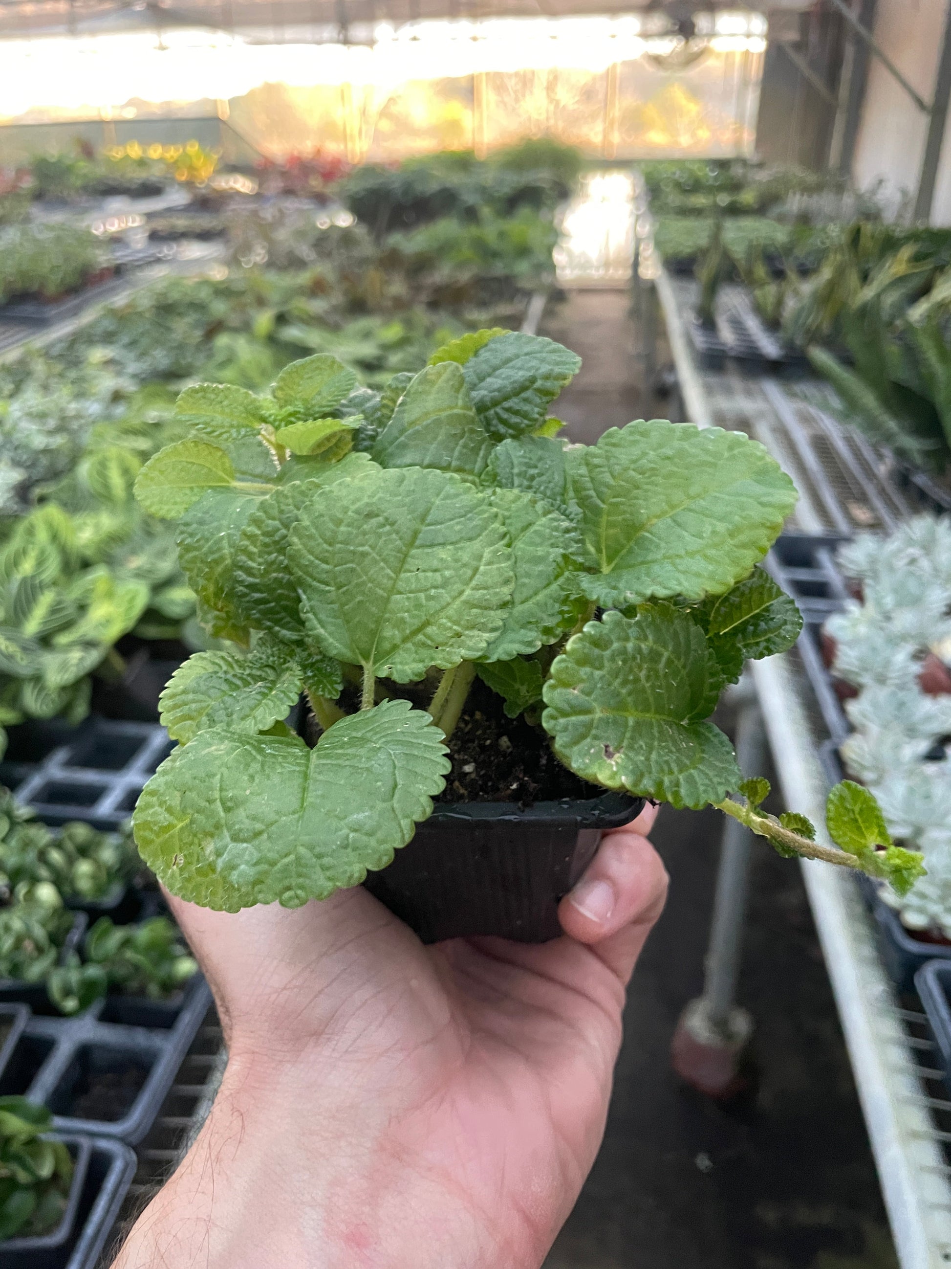 Pilea 'Crinkle' 4" potted plant