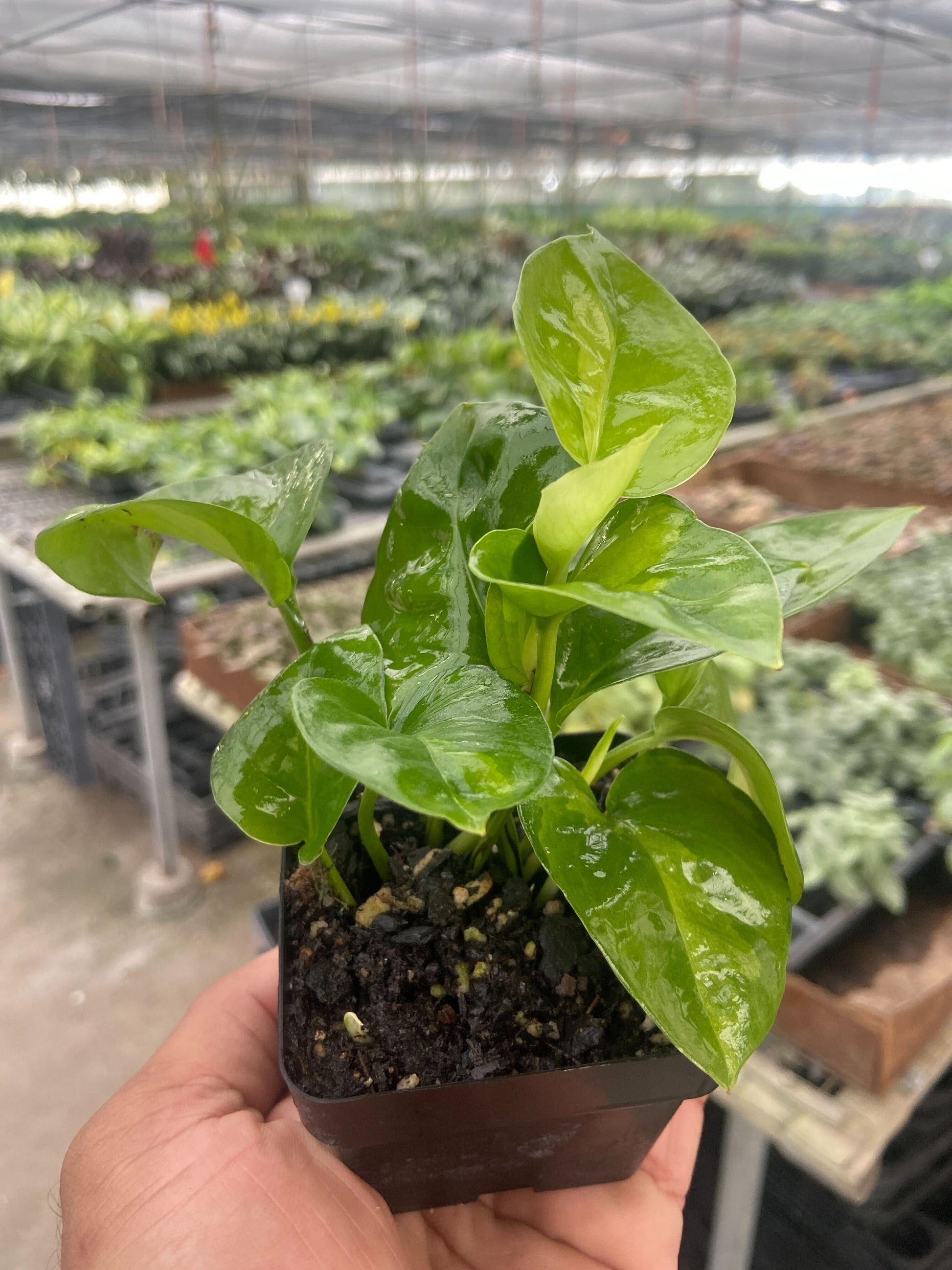 Pothos 'Global Green' potted plant