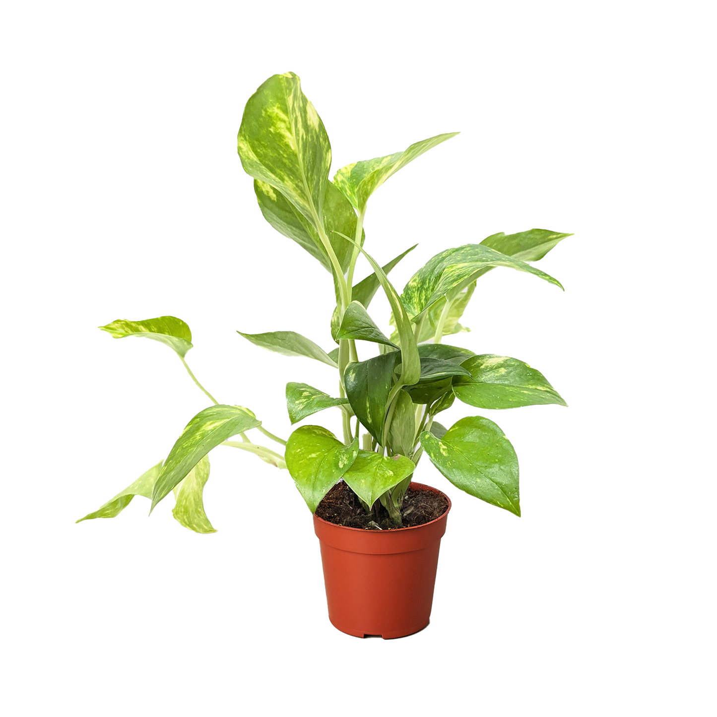 Pothos 'Golden' potted plant