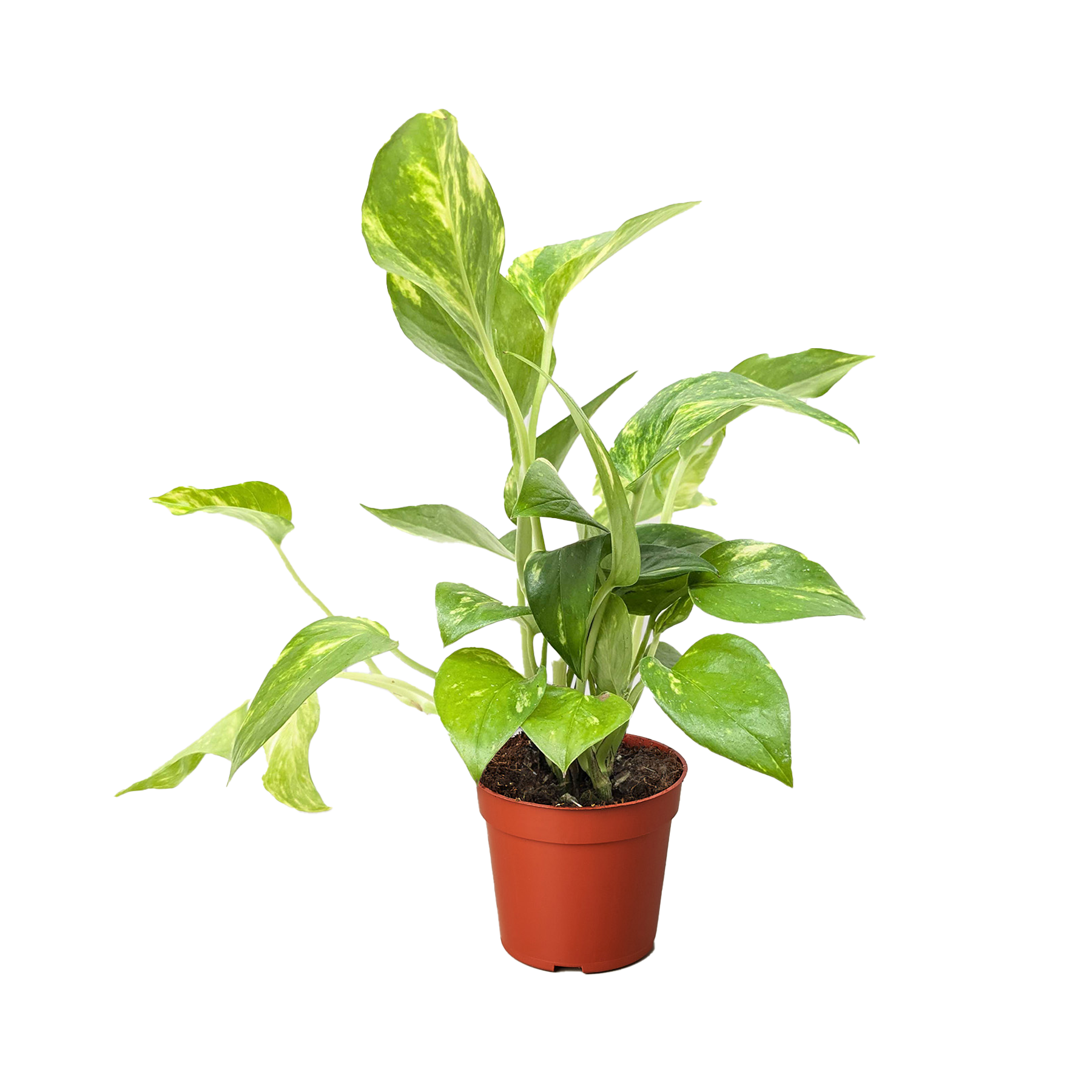 Pothos 'Golden' potted plant