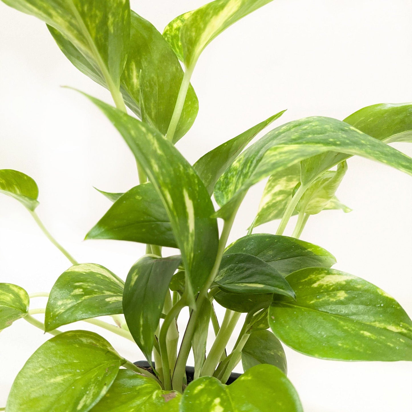 Pothos 'Golden' potted plant