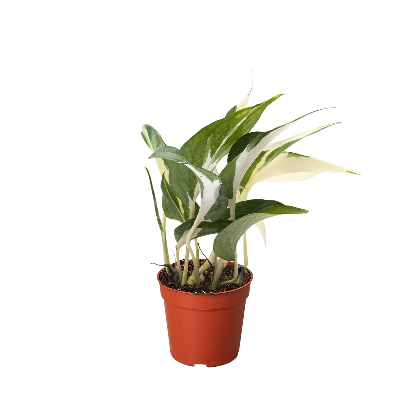 Pothos 'Mutant Manjula' potted plant