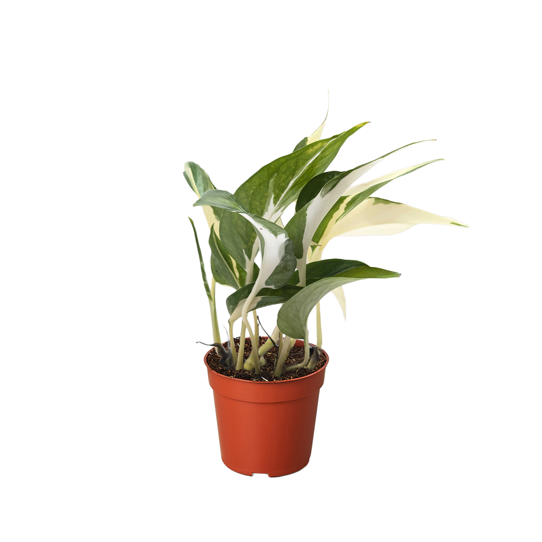 Pothos 'Mutant Manjula' potted plant