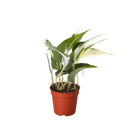 Pothos 'Mutant Manjula' potted plant