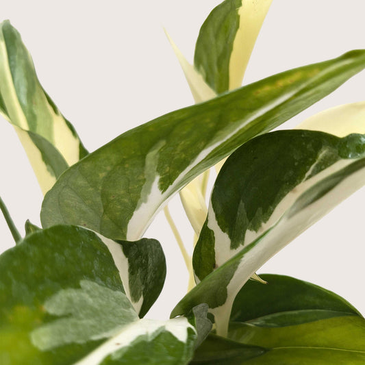 Pothos 'Mutant Manjula' potted plant