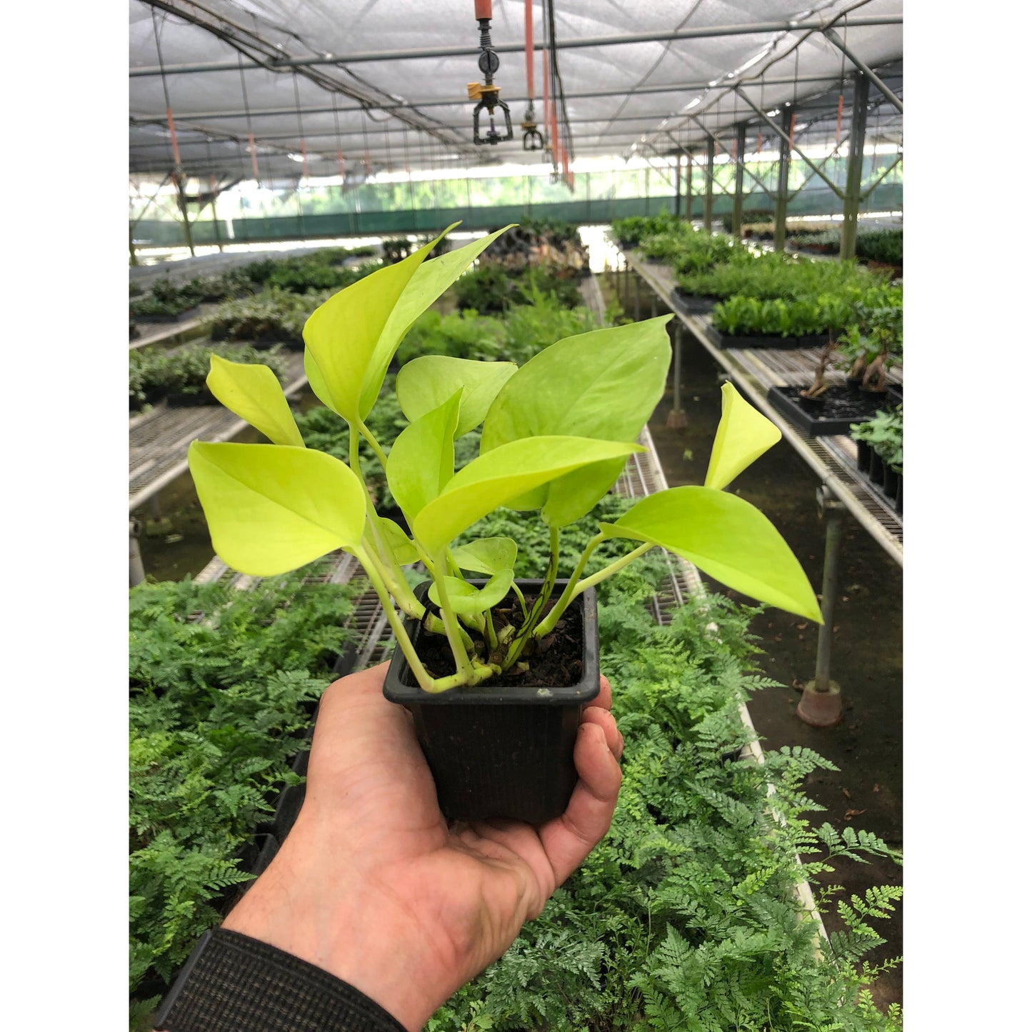 Pothos 'Neon' potted plant