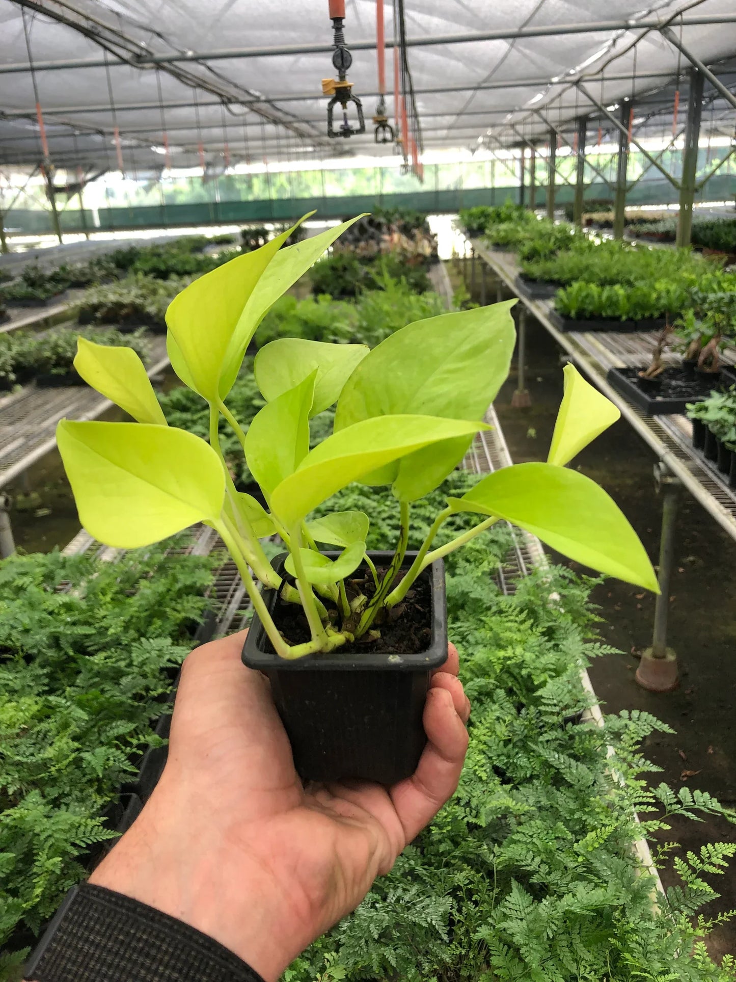 Pothos 'Neon'