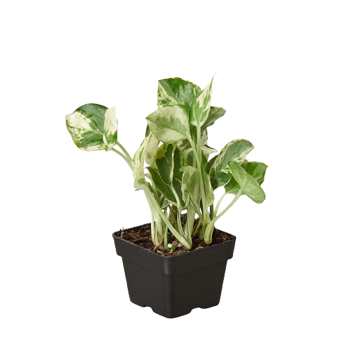 Pothos 'N'joy' potted plant