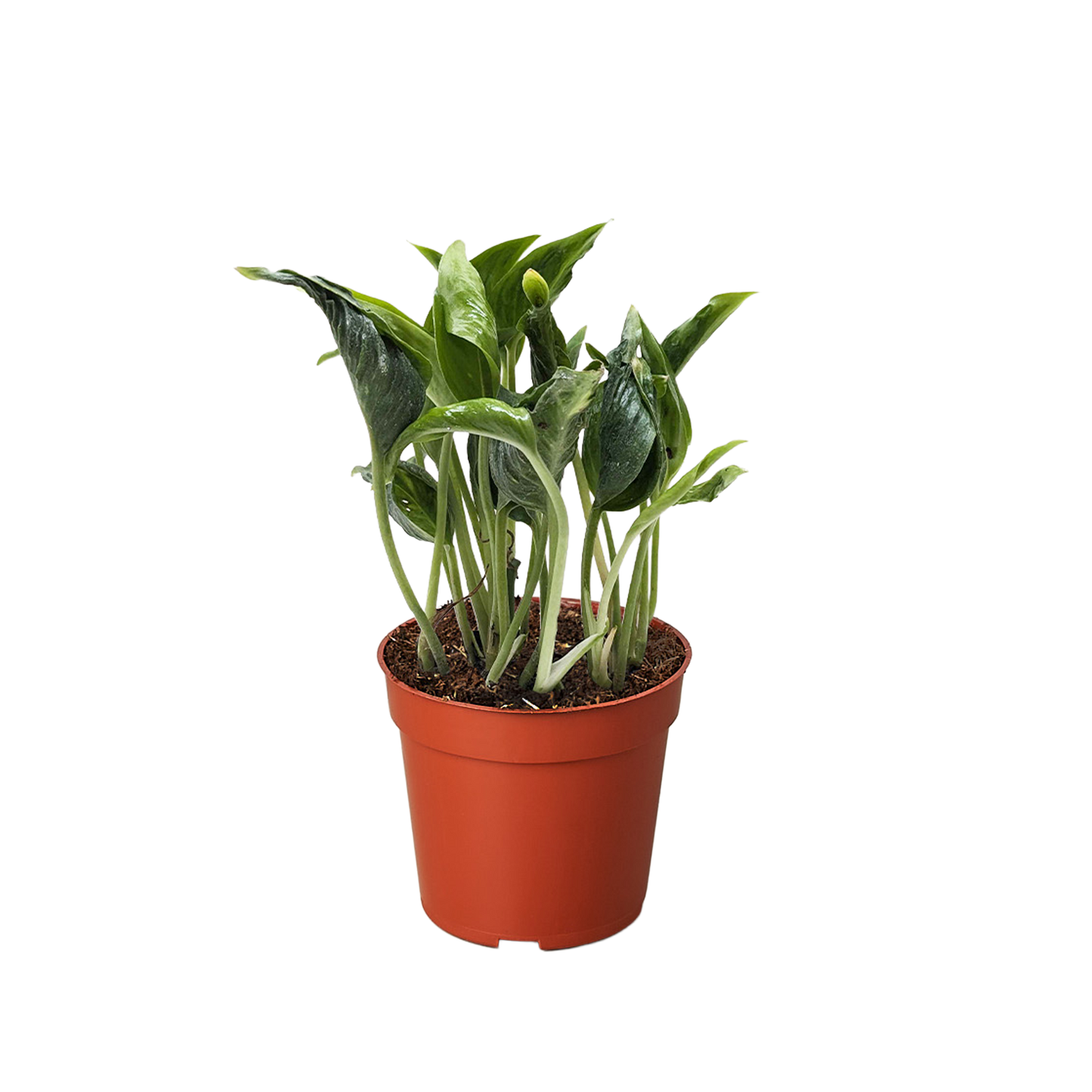 Pothos 'Shangri La' potted plant