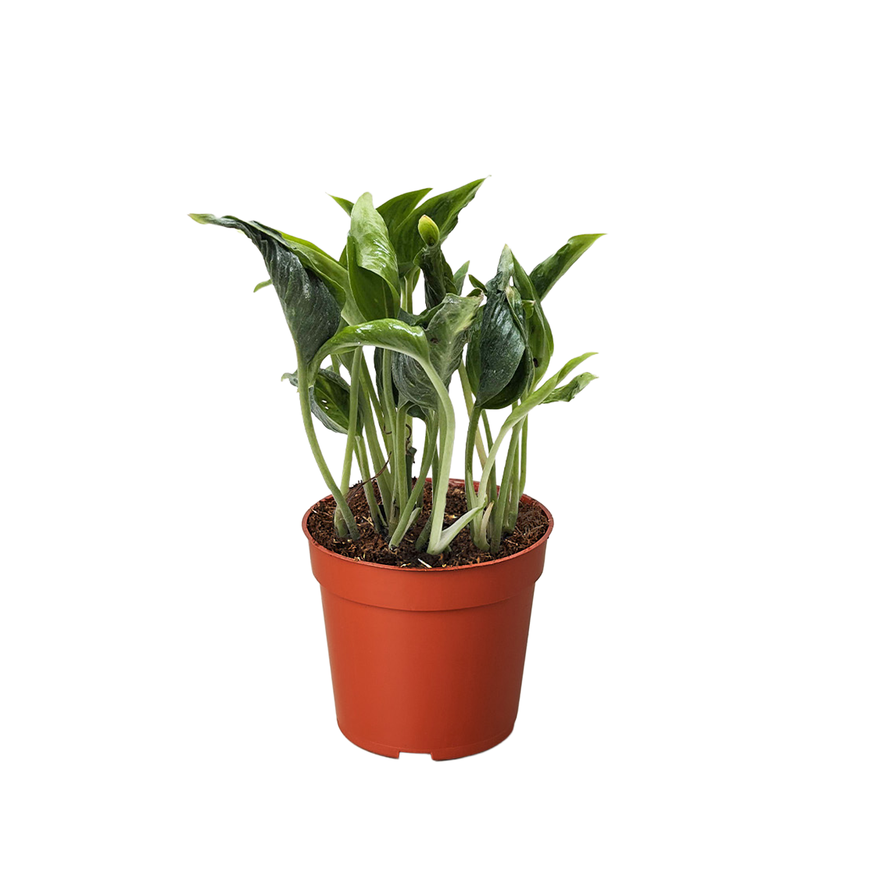 Pothos 'Shangri La' potted plant