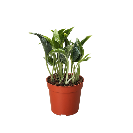 Pothos 'Shangri La' potted plant