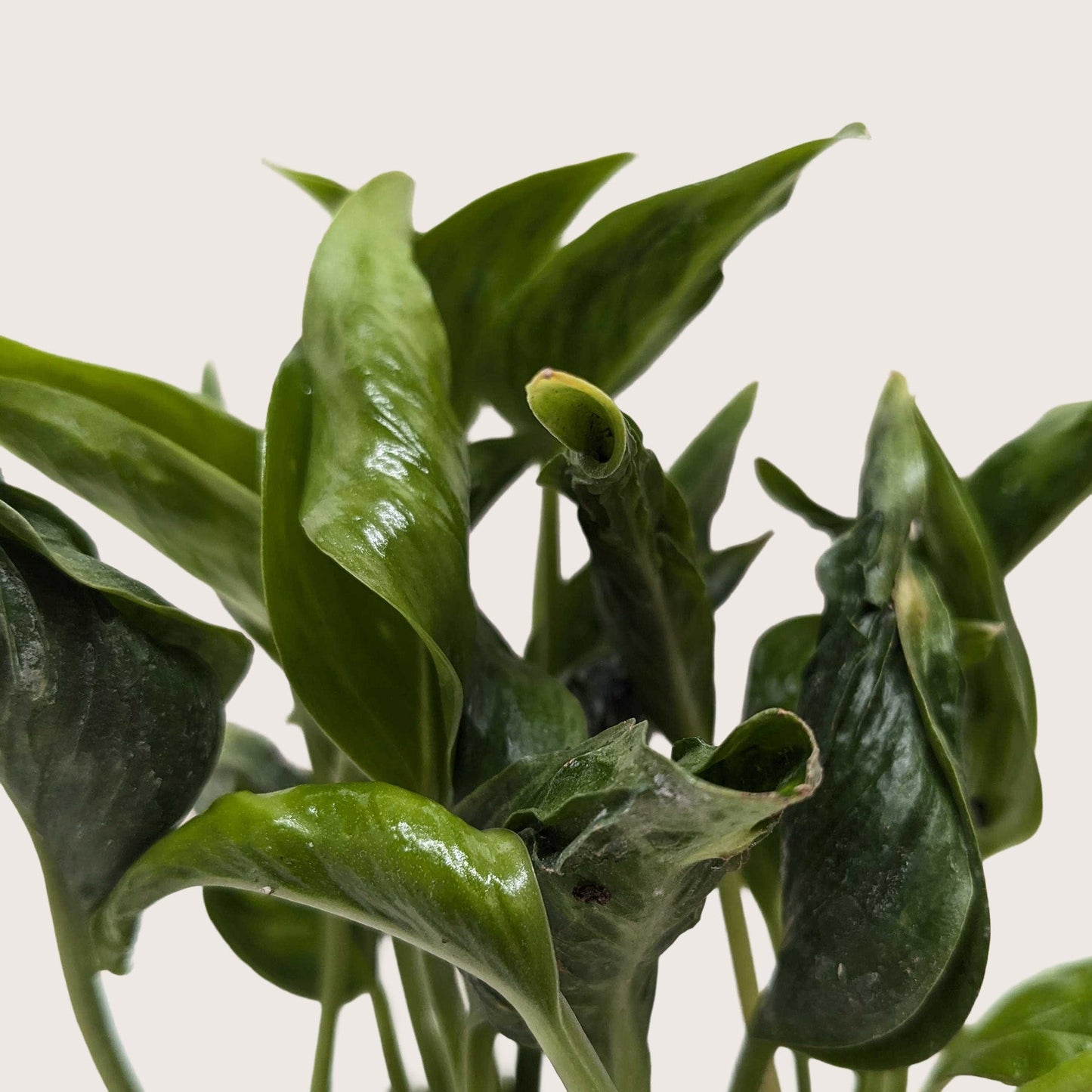 Pothos 'Shangri La' potted plant