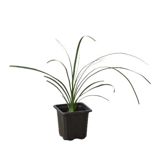 Palm Ponytail potted plant