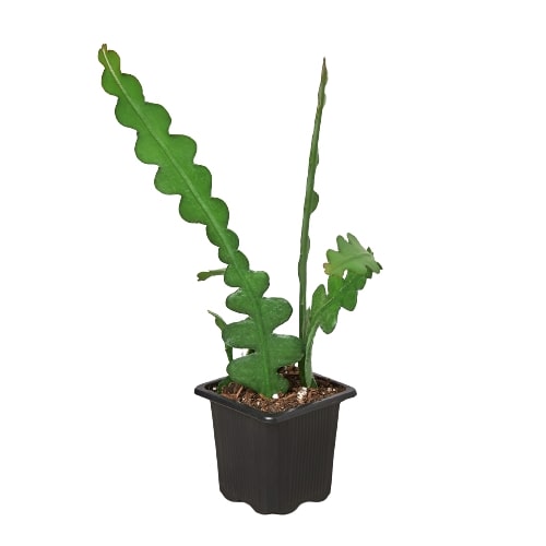 Epiphyllum 'Ric Rac' Cactus potted plant