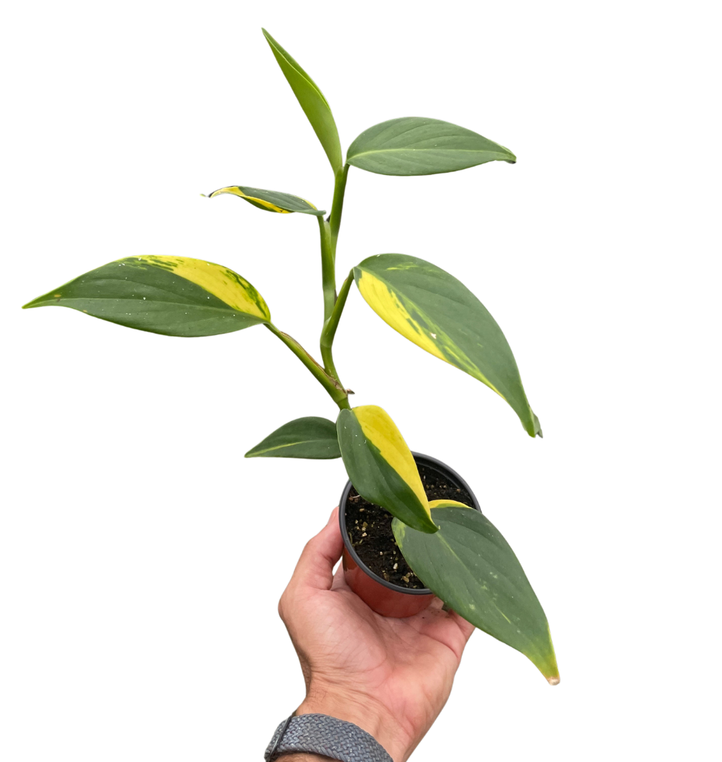 Scindapsus 'Coriaceus' potted plant