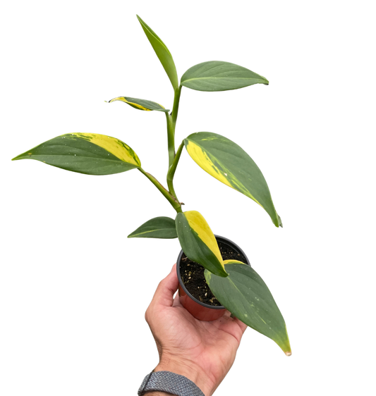 Scindapsus 'Coriaceus' potted plant