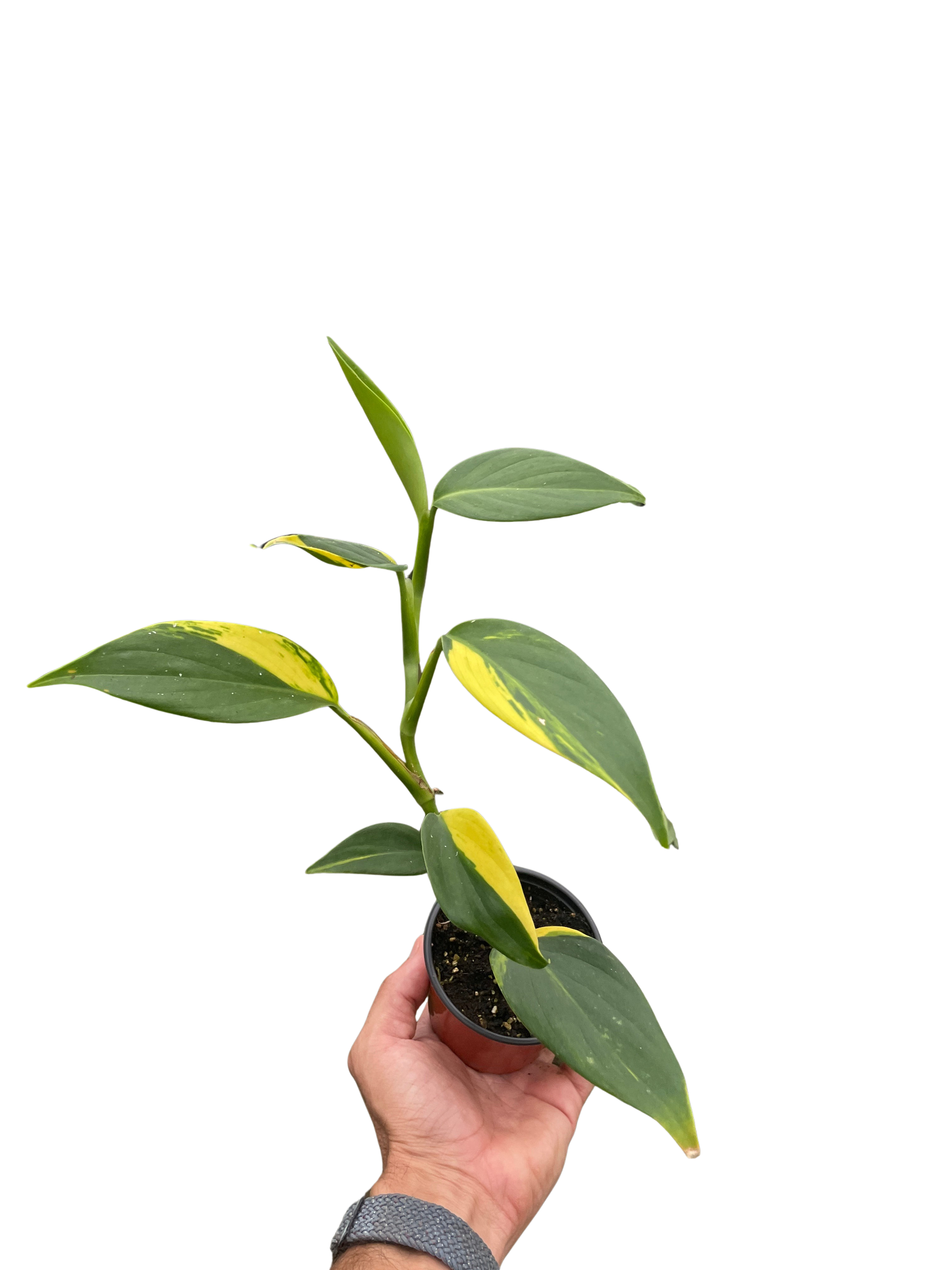 Scindapsus 'Coriaceus' potted plant