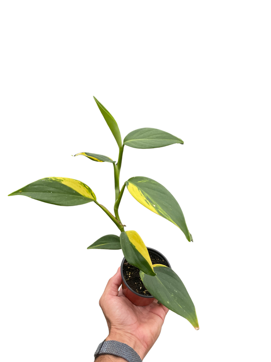 Scindapsus 'Coriaceus' potted plant