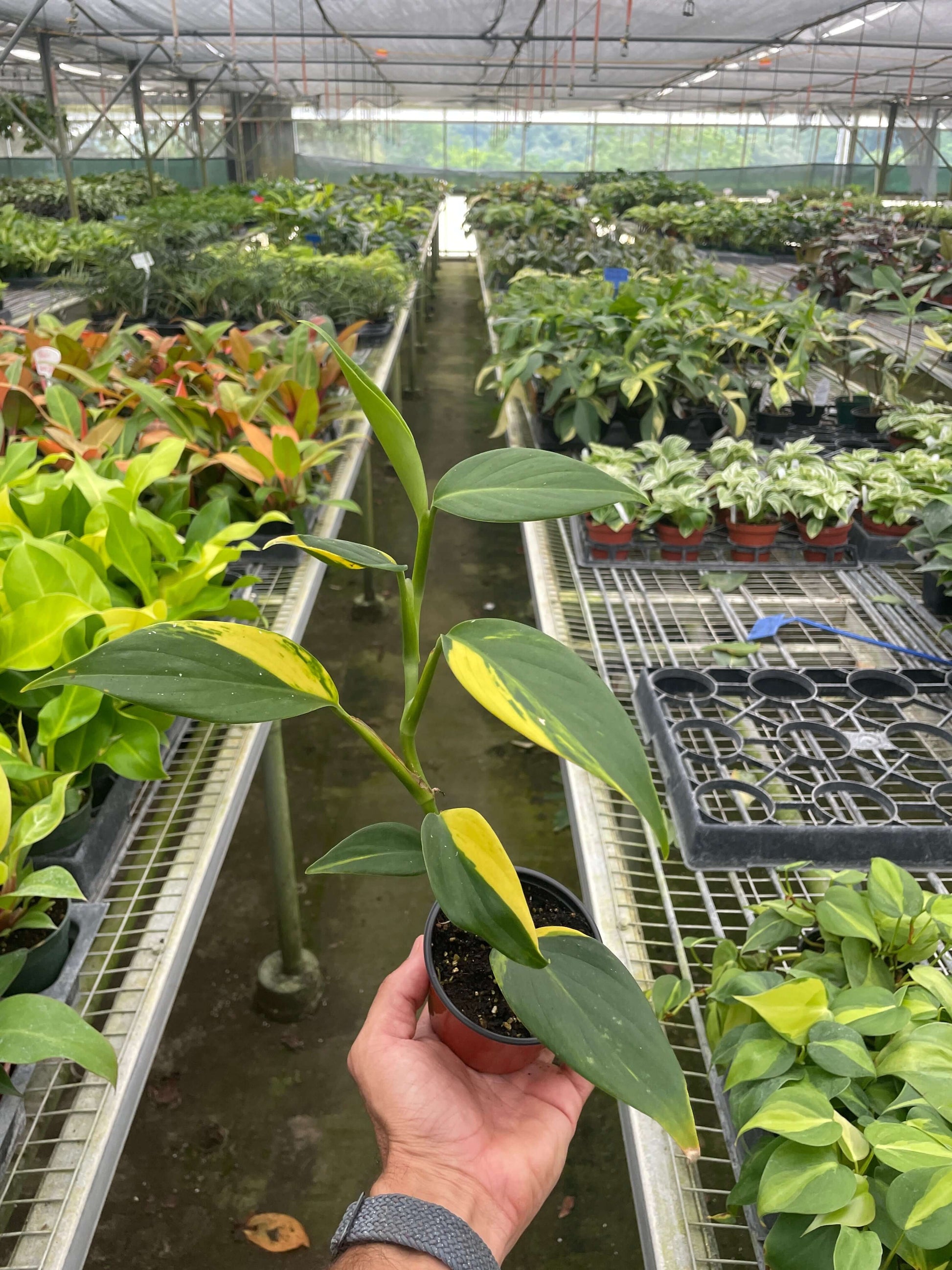 Scindapsus 'Coriaceus' | Benefits_Air Purifier,Benefits_Easy Care,Genus_Scindapsus,Light_Low Light,NEW ARRIVALS,New_arrival,Order Fulfillment Guru,Plant Size_Mini (2"-3" Pot),Type_Rare Plants,Type_Tropical Indoor Plant