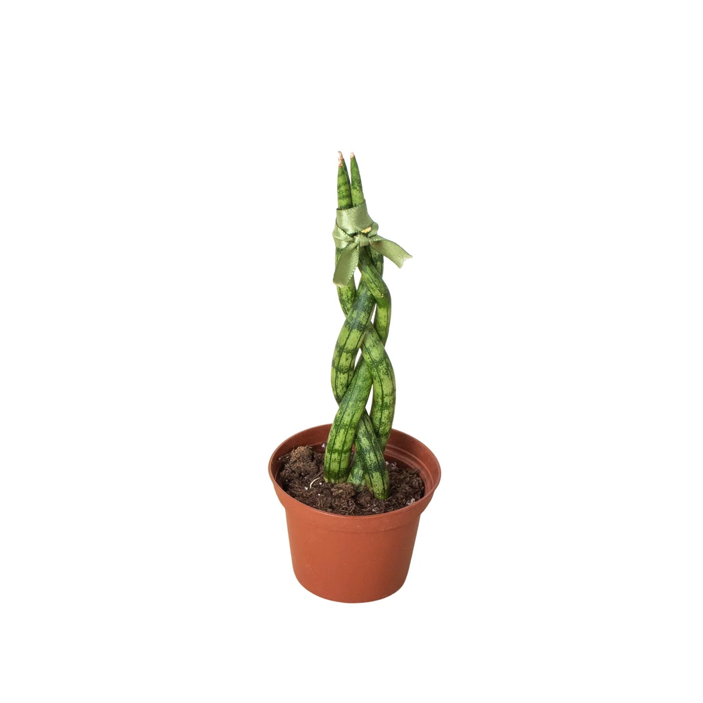 Snake Plant Braided 4" potted plant