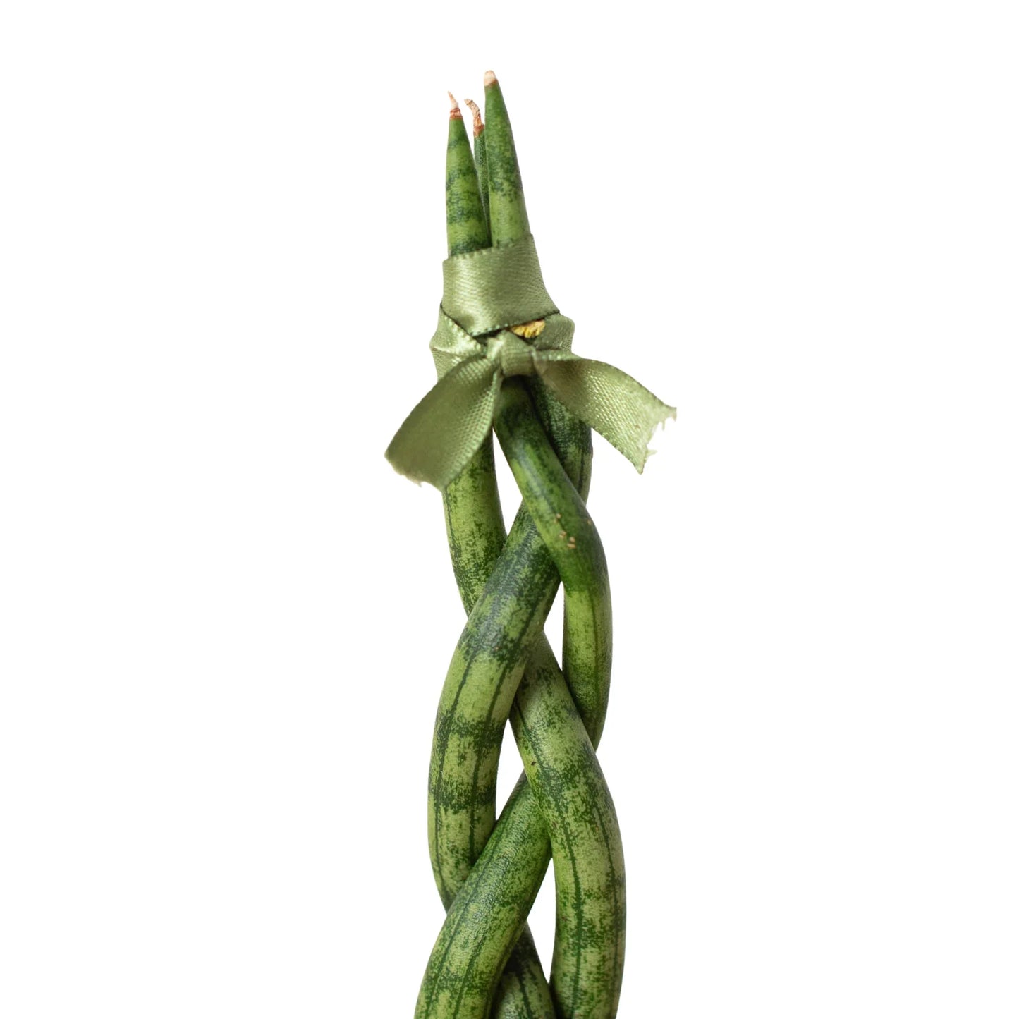 Snake Plant Braided 4" potted plant