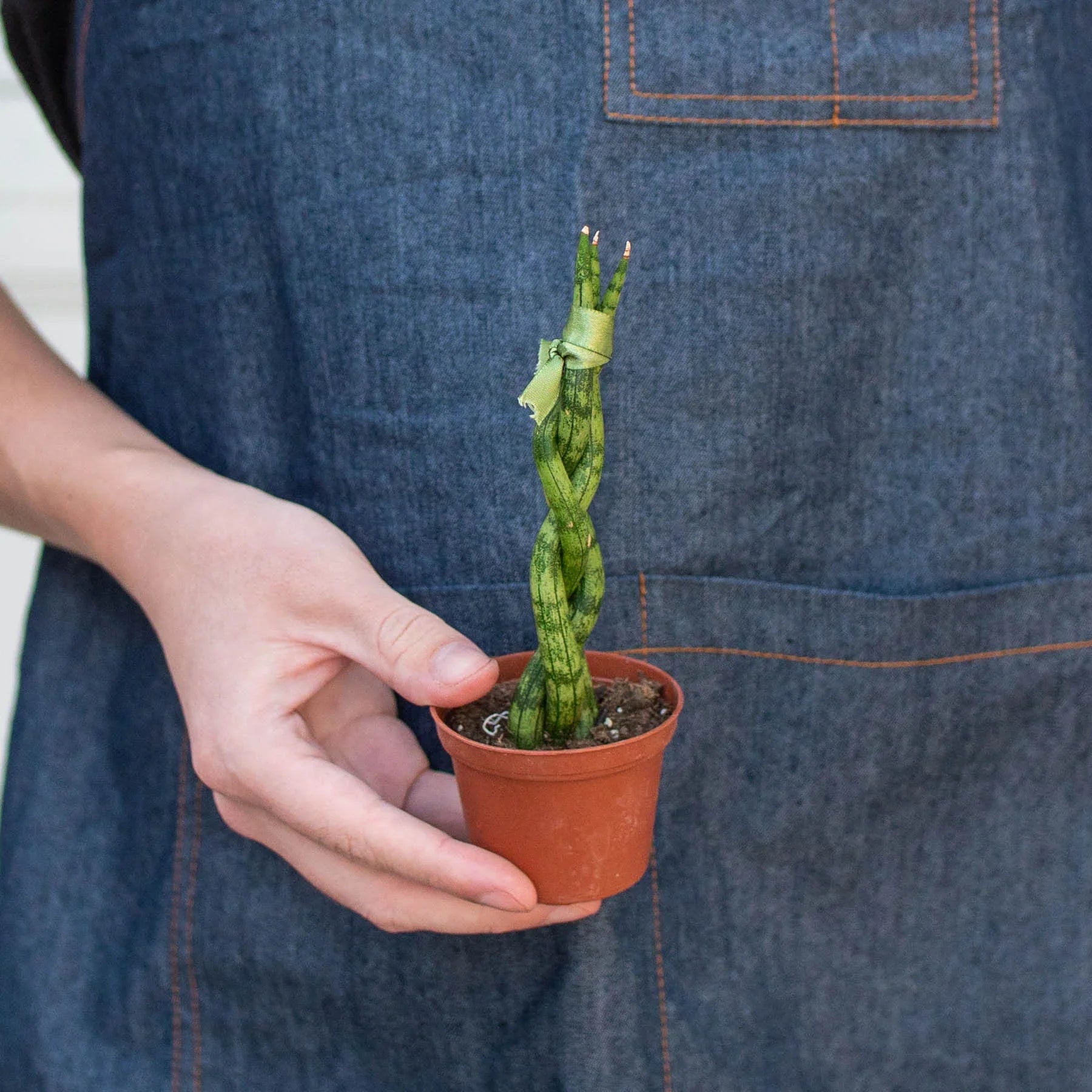 Snake Plant Braided 4" potted plant