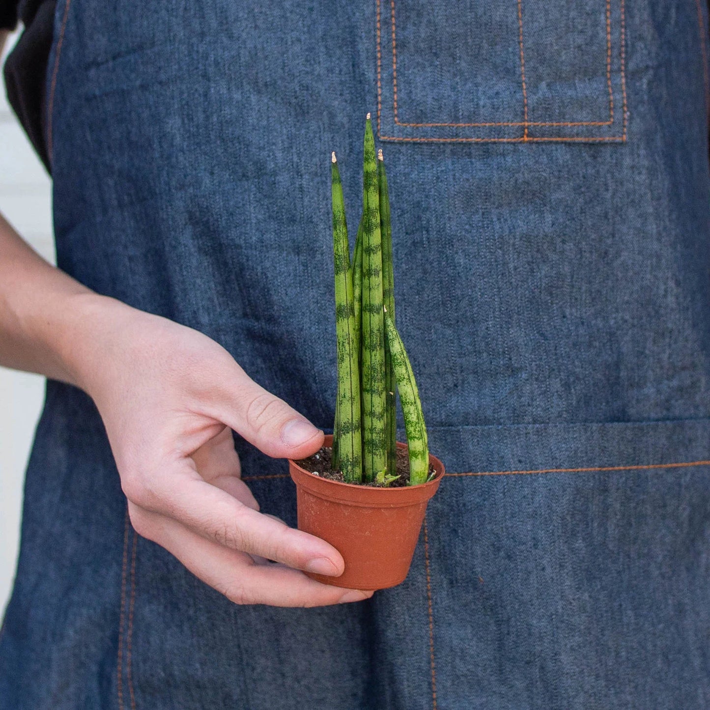 Snake Plant Cylindrica 4" potted plant