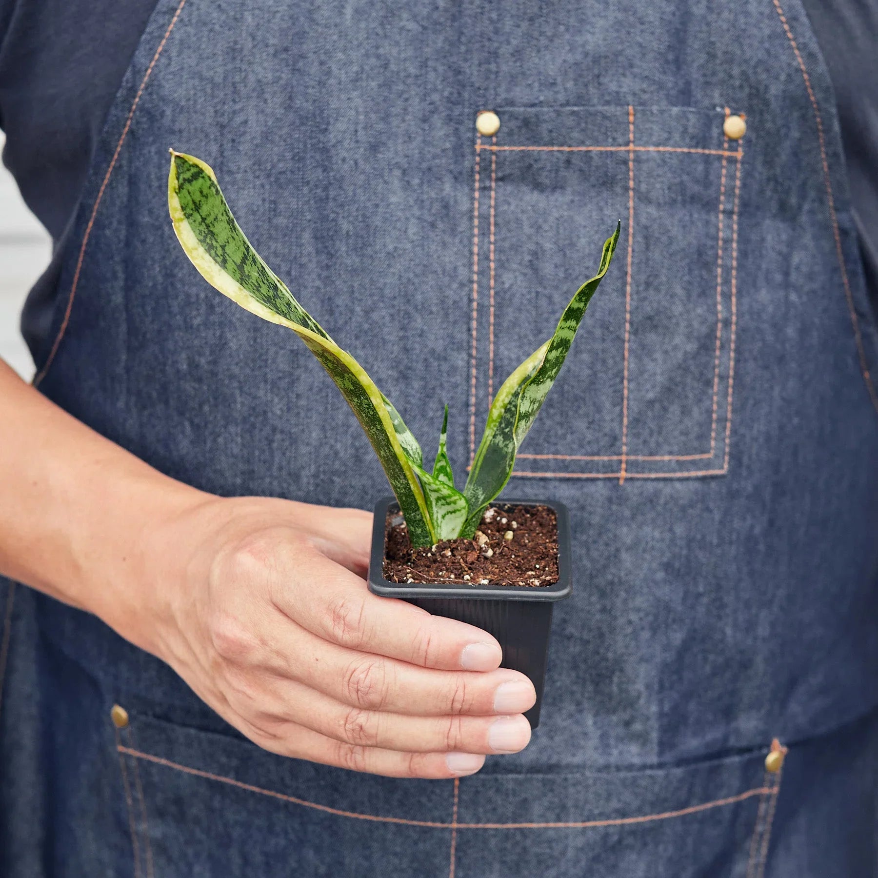 Snake Plant Laurentii 4" potted plant