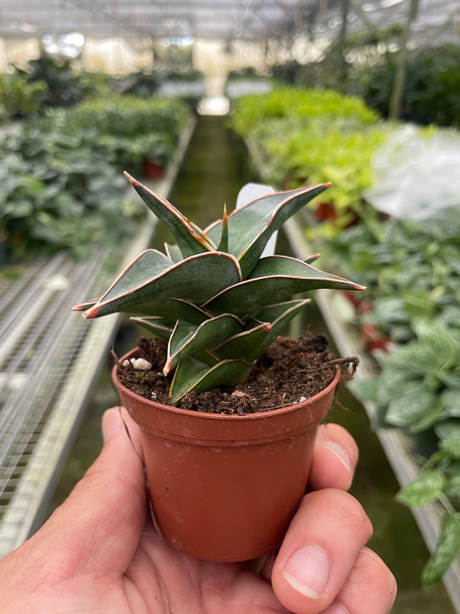 Snake 'Lavranos' 6" potted plant