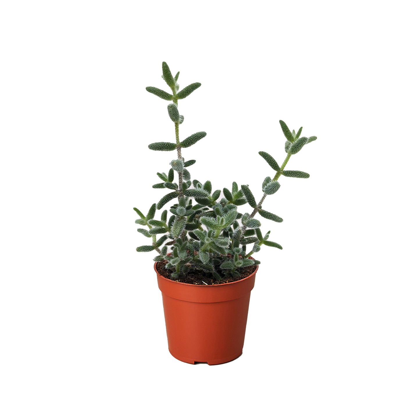 Delosperma echinatum 'Pickle Plant' potted plant