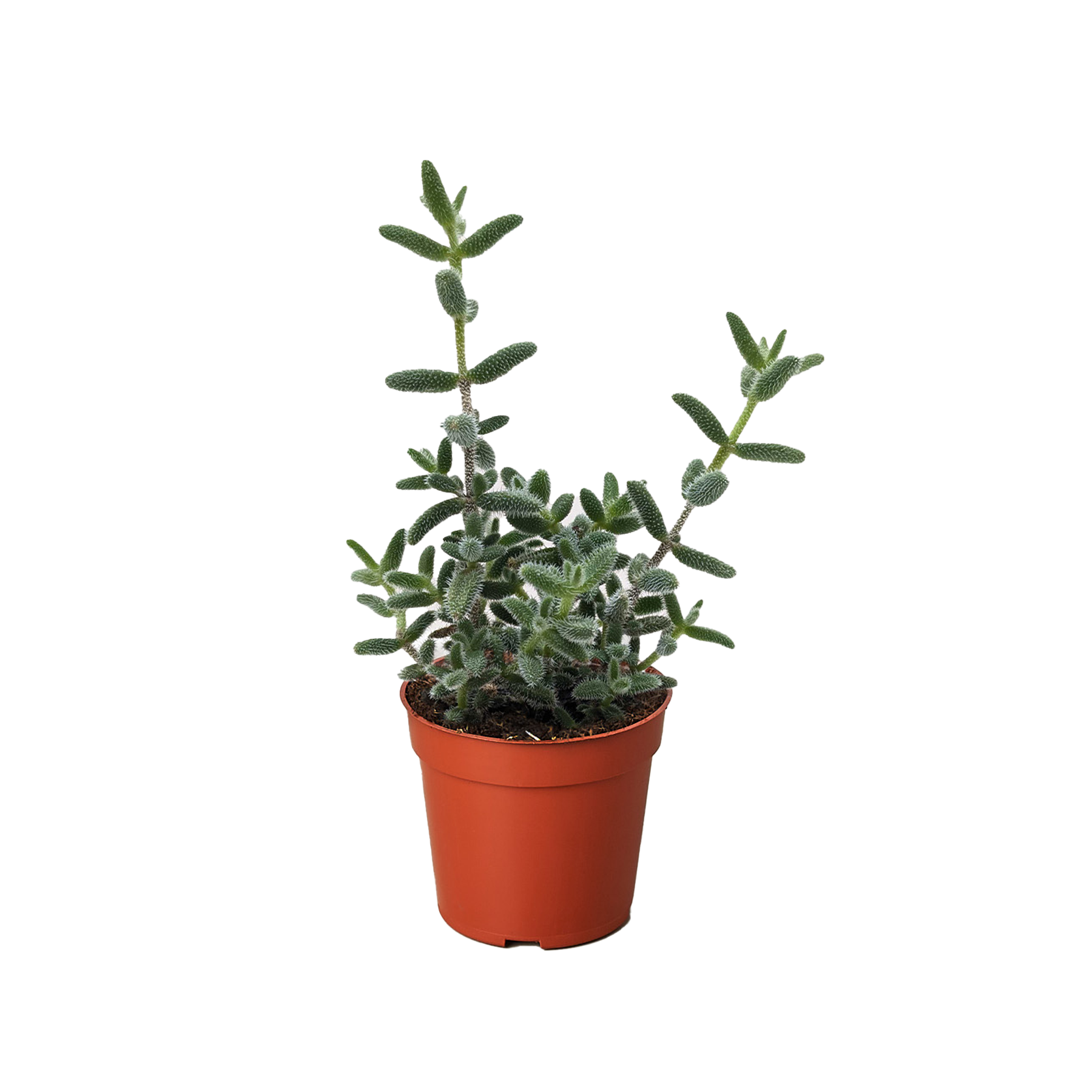 Delosperma echinatum 'Pickle Plant' potted plant