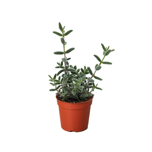 Delosperma echinatum 'Pickle Plant' potted plant