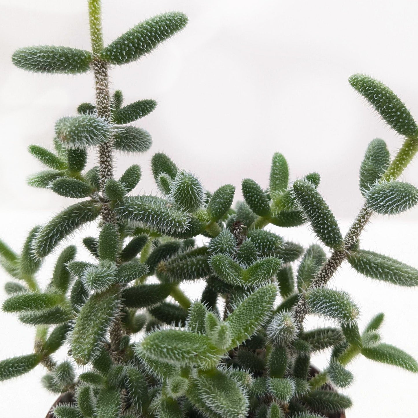 Delosperma echinatum 'Pickle Plant' potted plant