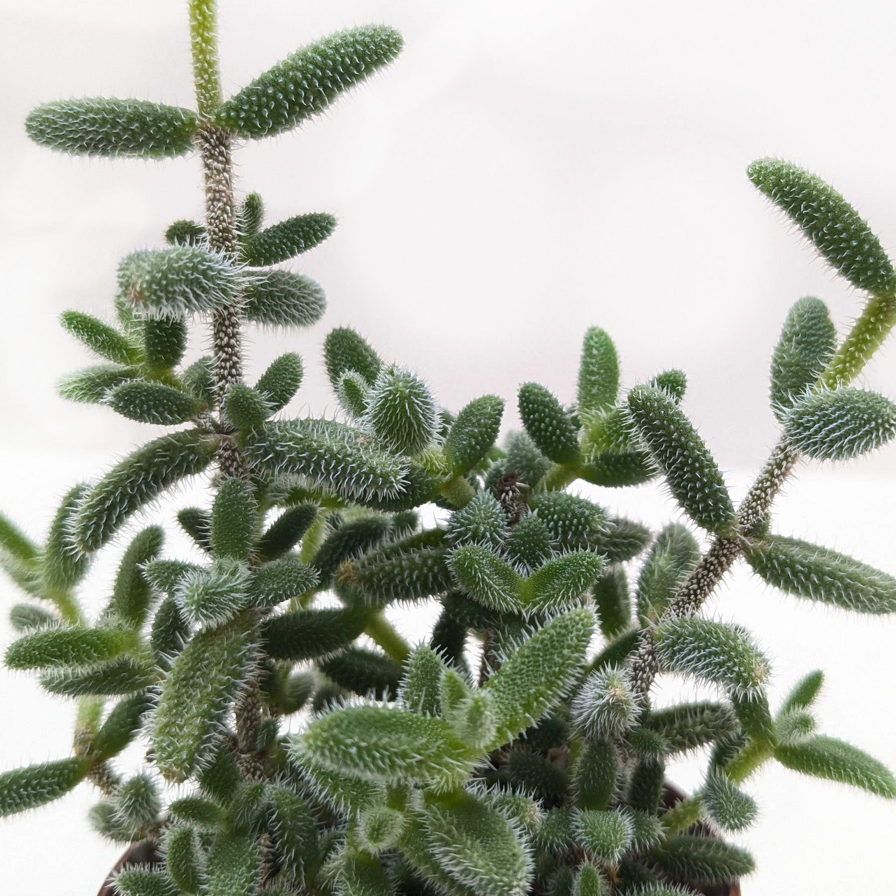Delosperma echinatum 'Pickle Plant' potted plant