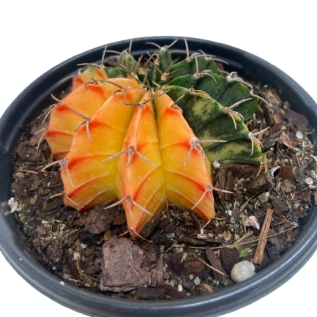 Succulent Cactus Color Ball potted plant